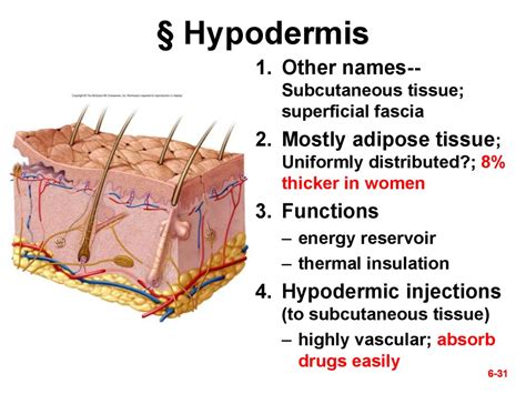 Subcutaneous Layer Hypodermis