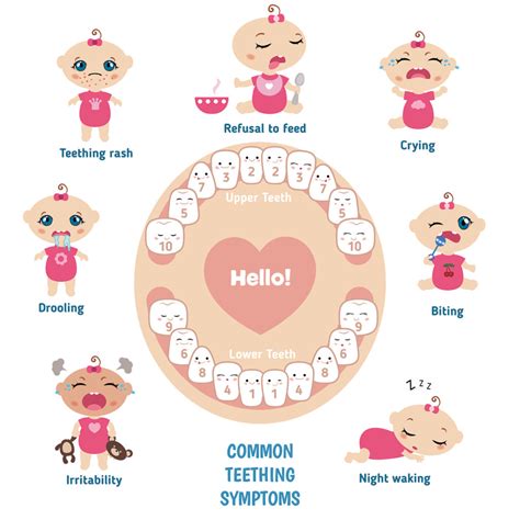 at what age do babies stop teething - Fredda Madison