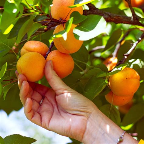 Chinese Mormon Apricot Trees for Sale | BrighterBlooms.com