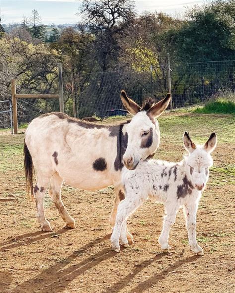 Baby Donkey Care | Thermaland Oaks