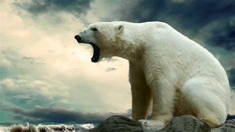 Ice Bear Wallpapers - Wallpaper Cave