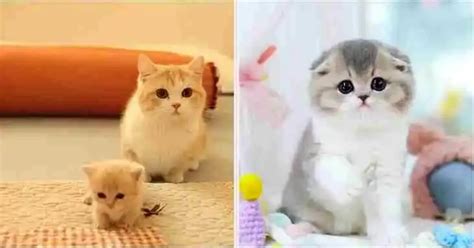 Magic of the beauty of Munchkin Cat Fluffy Cute Munchkin Cat