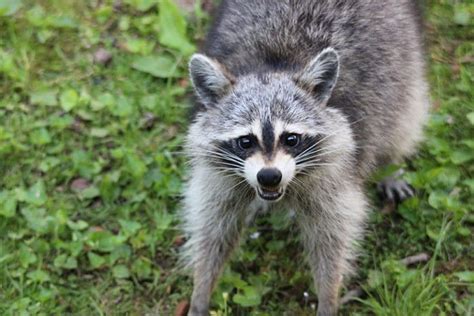 Natural raccoon deterrents - Best Pest Control, Casper, Wyoming