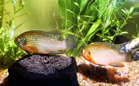 What is the Best Temperature for Breeding African Cichlids? - VIVO Pets