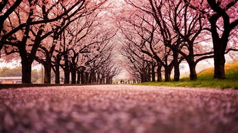 Cherry Blossom Wallpapers HD - Wallpaper Cave