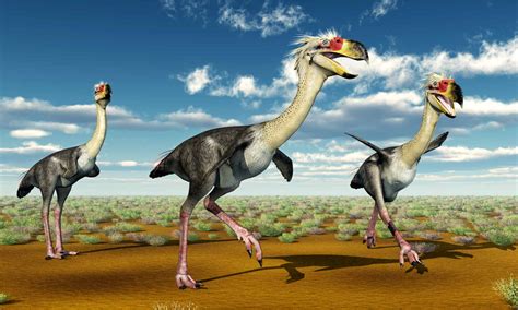 This "Terror Bird" Dinosaur Ran Faster Than Any Human - A-Z Animals