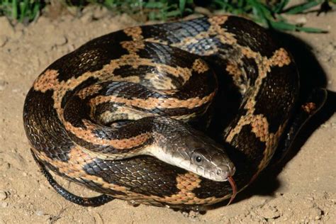 Gallery: Venomous or not: Can you identify these Texas snakes? - Beaumont Enterprise