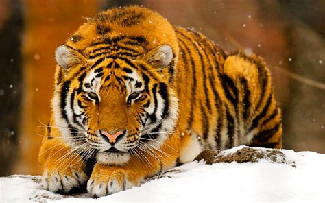 🔥 [50+] Snow Tiger Wallpapers | WallpaperSafari