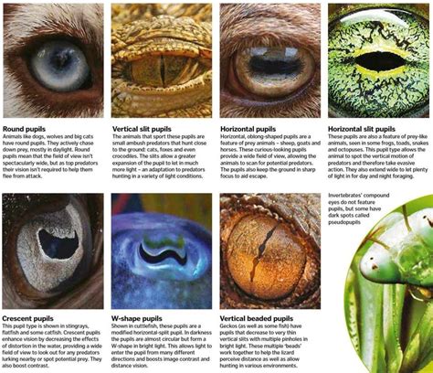 Different Eyes for Different Purposes : r/WorldbuildingAdvice