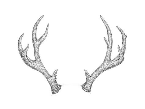 How to Draw Deer Antlers Step by Step | Envato Tuts+