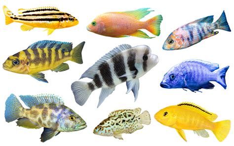 30+ Types of African Cichlids - Beautiful & Colorful Species - AquariumNexus