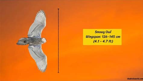 Snowy Owl Wingspan: How Big Are They Compared To Others?