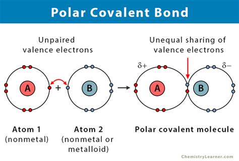 Describe Polar Covalent Bonds Using Water as an Example - JaylonkruwDiaz