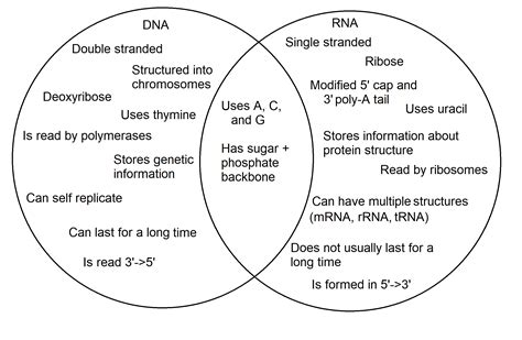 DNA vs. RNA — Differences & Similarities - Expii