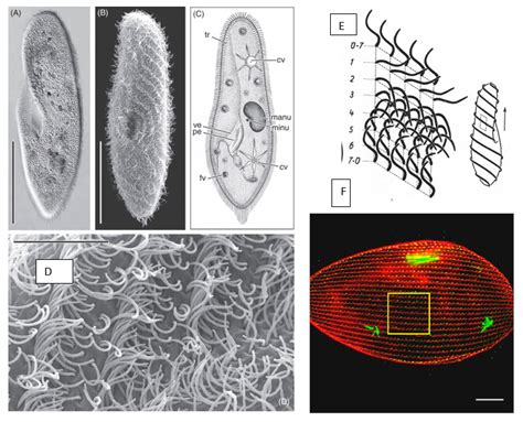 Microorganisms | Free Full-Text | A Review for the Special Issue on Paramecium as a Modern Model ...