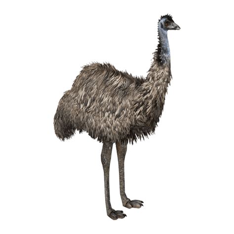 Emu PNG Images (Transparent HD Photo Clipart) | Photo clipart, Png photo, Png images