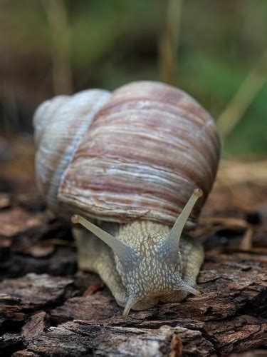 Roman Snail | Helix pomatia - Pulpit Hill, Buckinghamshire, … | Flickr