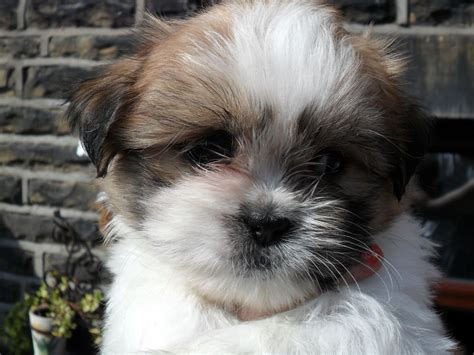 MALTESE/SHIH TZU PUPPIES FOR SALE | Bingley, West Yorkshire | Pets4Homes