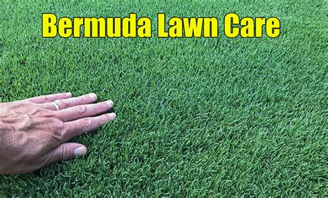 How Bermuda Grass Grows - Bermuda Lawn Guide