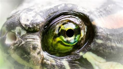 turtle eye diseases – The Turtle Hub