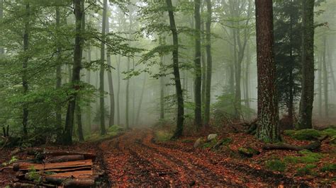 Foggy Forest Wallpapers - Wallpaper Cave