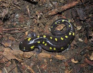 Yellow Spotted Salamander Facts, Habitat, Diet, Life Cycle, Baby, Pictures