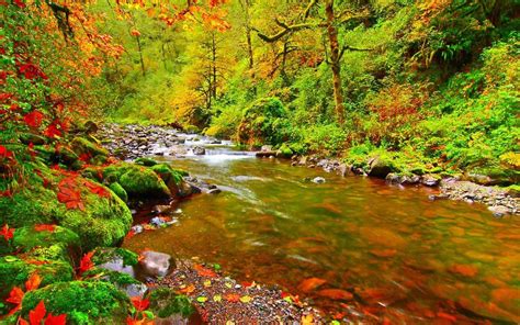 Nature Live Wallpaper Download - Fall Leaves Mountain Stream (#802187) - HD Wallpaper ...