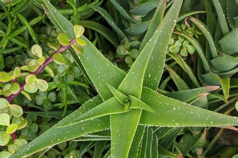 Differences Between Aloe And Cactus: A Comprehensive Guide On How To ...