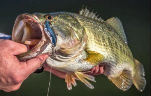 Top Texas Fish Species and Where to Catch Them