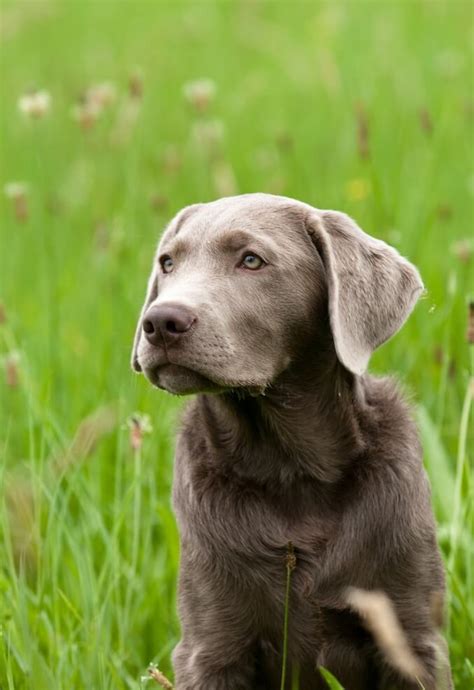 Silver Lab: Seven Fun, Amazing and Interesting Facts – All Things Dogs