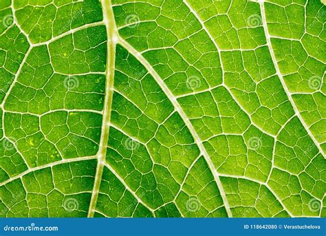 Green leaf close up stock photo. Image of green, plant - 118642080