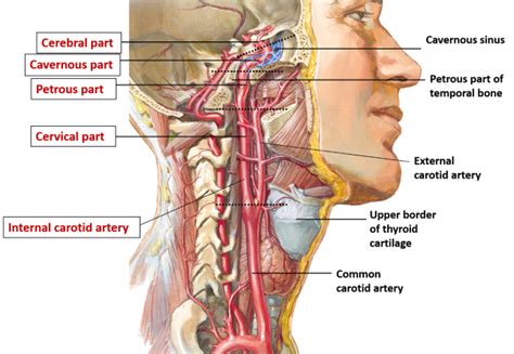 Internal Carotid Artery – Anatomy QA