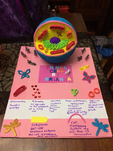 Animal And Plant Cell Project Ideas