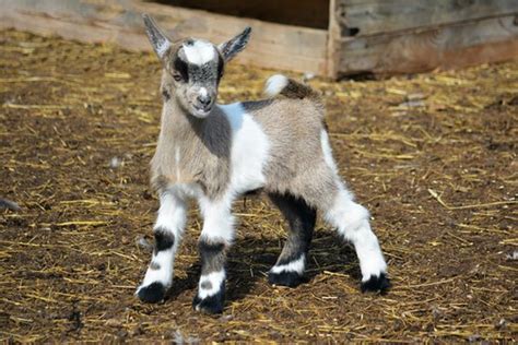 Miniature Farm Animals: Pygmy Goats, Micro Pigs, and More - PetHelpful