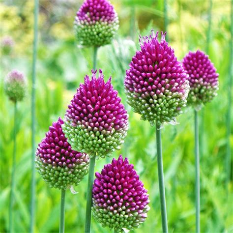 Allium Planting Guide – Easy To Grow Bulbs