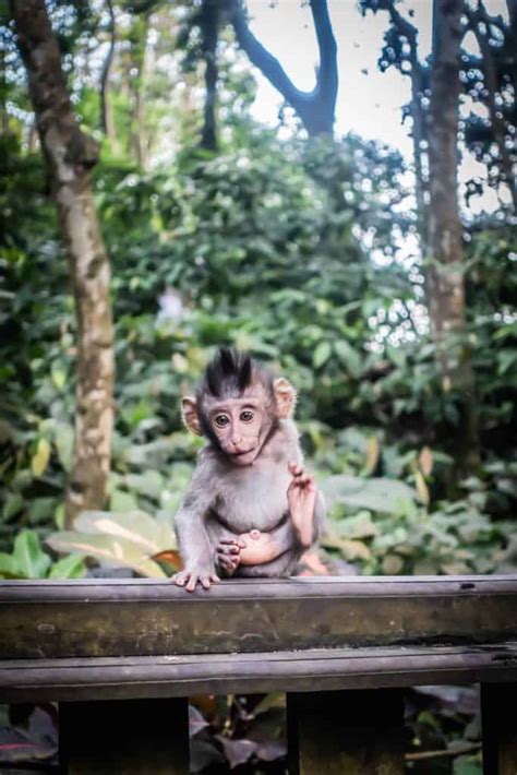 10 Important Tips For Visiting Ubud Monkey Forest