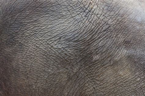 Elephant Skin Texture Free Stock Photo - Public Domain Pictures