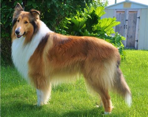 Rough Collie Info, Temperament, Lifespan, Puppies, Pictures