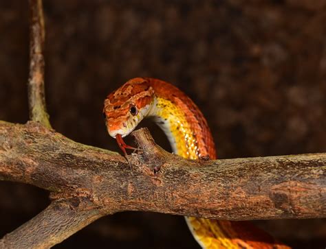 The Top 10 Best Snake Pets to Own - Allan's Pet Center