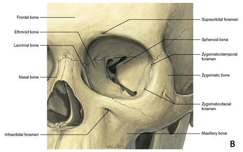 What Is The Orbit In Anatomy - Anatomical Charts & Posters