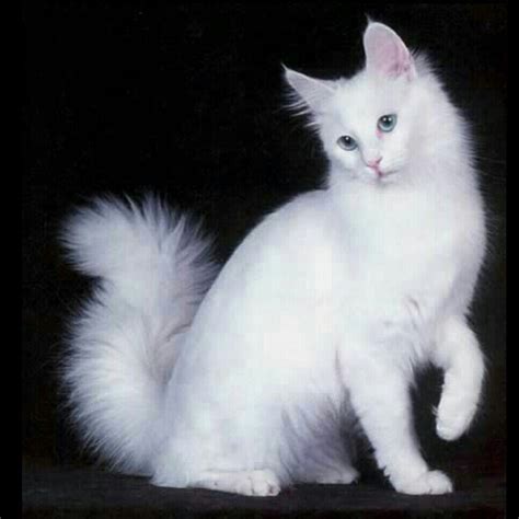 a white cat sitting on top of a table