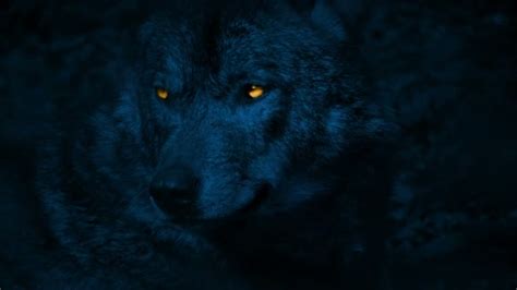 Wolf Growls With Glowing Eyes At Night — Stock Video © RockfordMedia #159259816