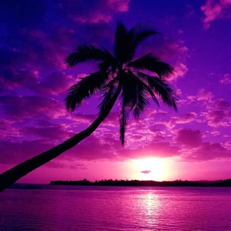 Palm tree at sunset | Purple sunset, Beautiful nature, Beautiful sunset