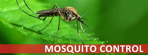 Natural Mosquito Spray For Your Yard Reviews - Natural Pest Solutions ...