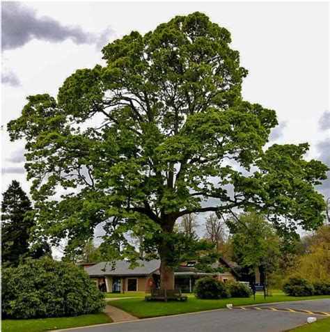 American Sycamore Tree Facts | Sycamore tree, Shade trees, Backyard trees