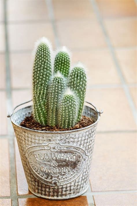 10 Cactus Plants to Add to Your Indoor Collection