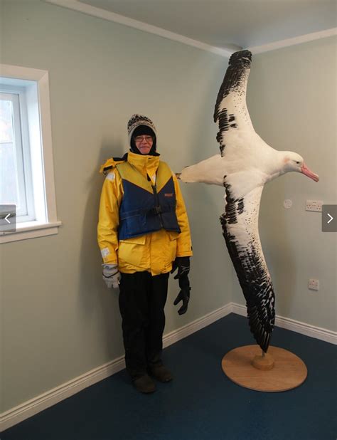 Fun Fact ----- This bird known as the wondering albatross has a wingspan of an average of about ...