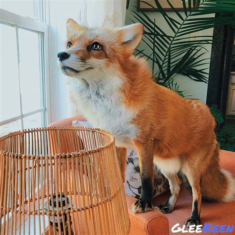 Not everyone can have a pet fox so perhaps its best for followers to live vicariously through ...