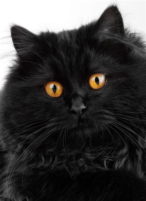 Cute black persian cat by jordansart on DeviantArt