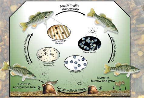 Georgia's Incredible Freshwater Mussels | Department Of Natural Resources Division